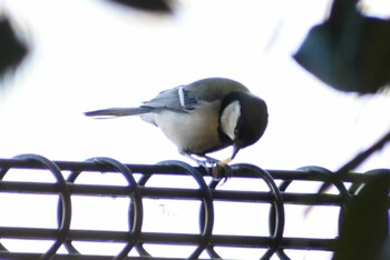 Japanese Tit 埼玉県さいたま市 Sat, 1/8/2022