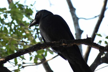 Large-billed Crow 埼玉県さいたま市 Sat, 1/8/2022