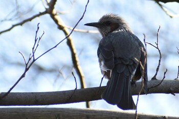 Brown-eared Bulbul 埼玉県さいたま市 Sat, 1/8/2022