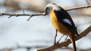 2022年1月8日(土) 埼玉県さいたま市の野鳥観察記録