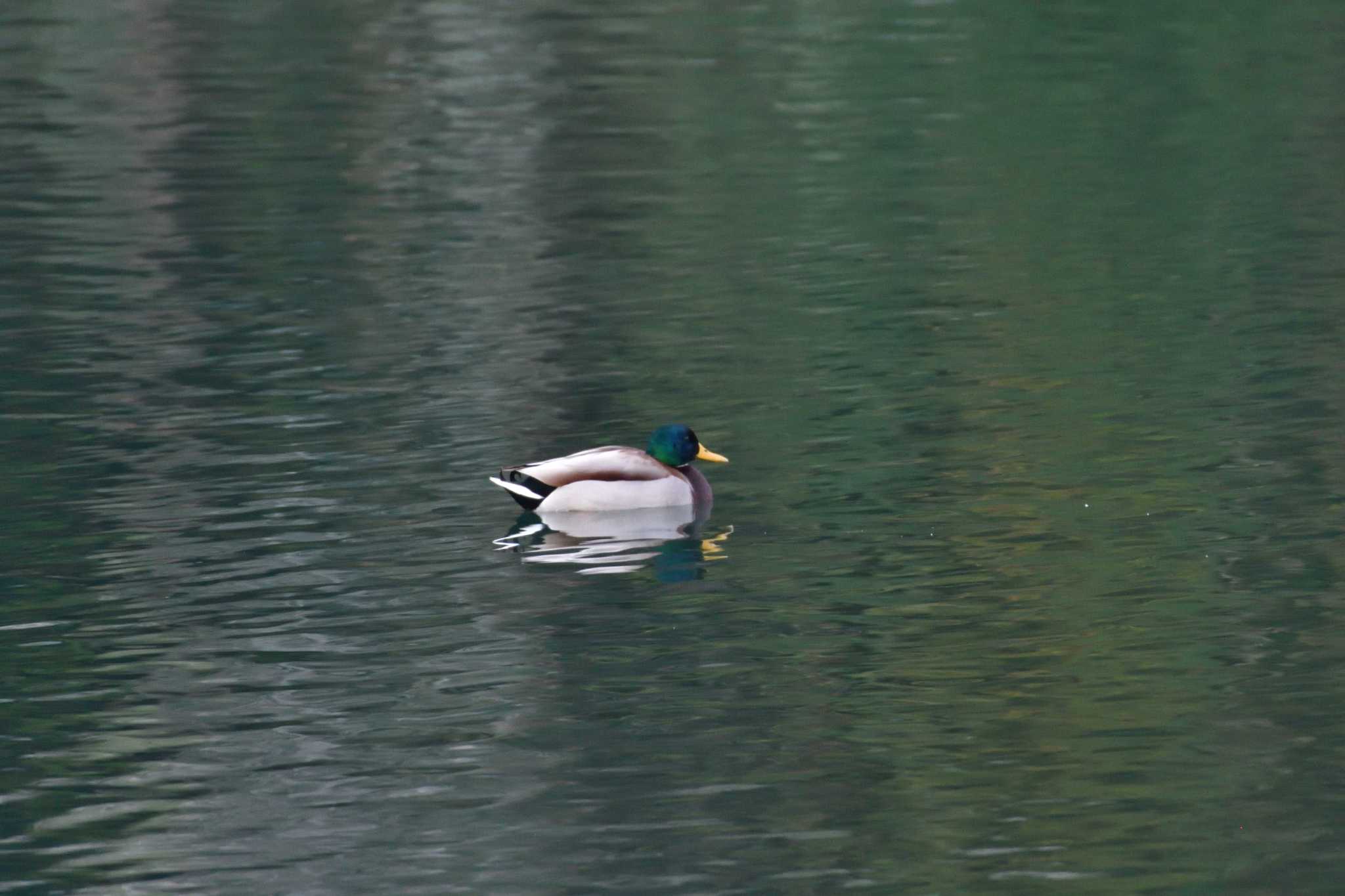 長浜公園 マガモの写真 by やなさん