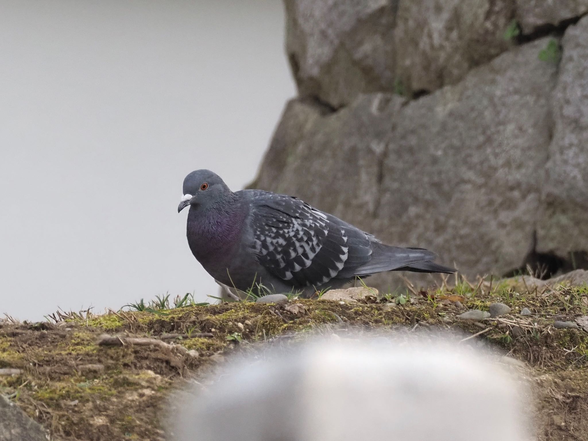 岡崎公園 カワラバトの写真 by unjun