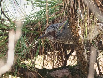 ヒヨドリ 岡崎公園 2022年1月2日(日)