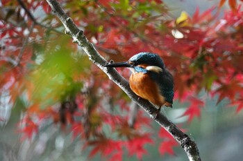 カワセミ 石神井公園 2021年11月19日(金)