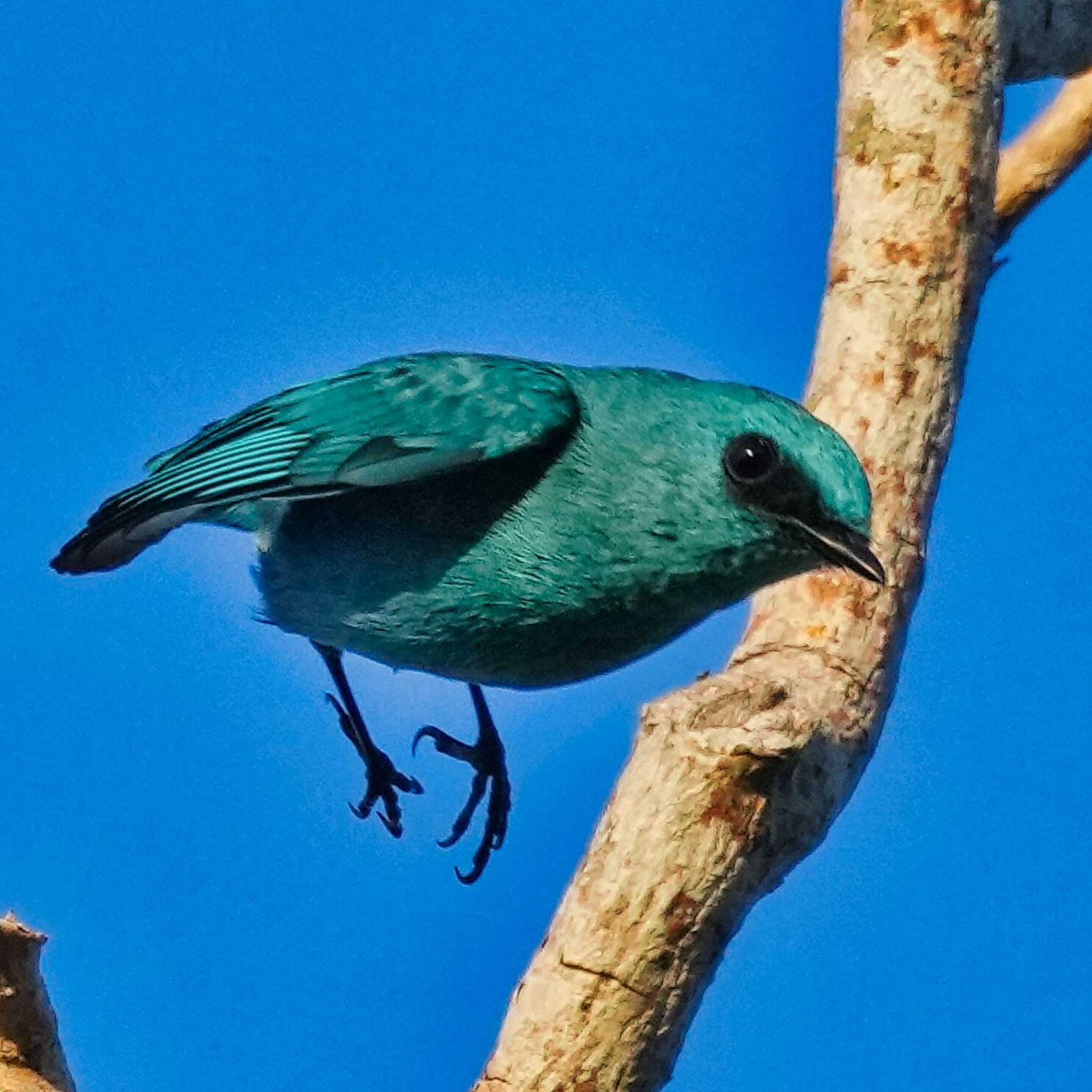 Khao Mai Keao Reservation Park ロクショウヒタキの写真 by span265