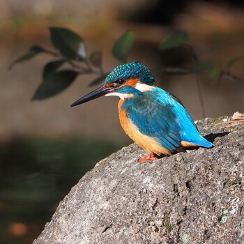 2022年1月8日(土) 光ヶ丘公園の野鳥観察記録