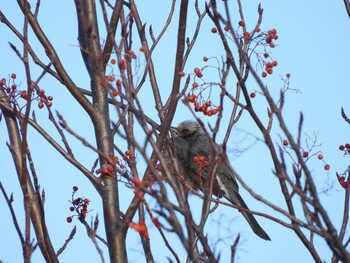 2022年1月8日(土) 十勝北部の野鳥観察記録