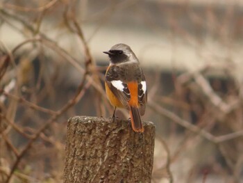 2022年1月8日(土) 丹沢湖・世附川の野鳥観察記録