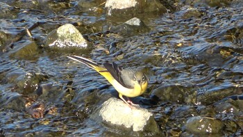 2022年1月8日(土) 三滝川の野鳥観察記録