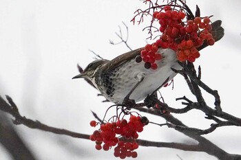 Sat, 1/8/2022 Birding report at 西野緑道(札幌市西区)