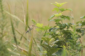 2021年9月12日(日) 妙岐ノ鼻の野鳥観察記録