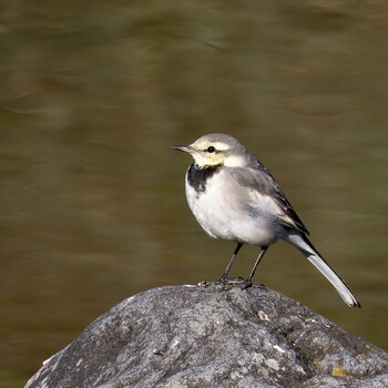 2022年1月8日(土) 昭和記念公園の野鳥観察記録