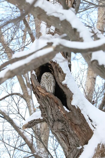 Ural Owl(japonica) Makomanai Park Sun, 1/2/2022