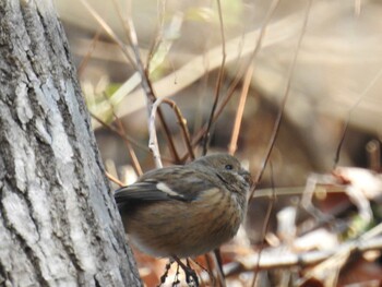 2022年1月8日(土) 早戸川林道の野鳥観察記録