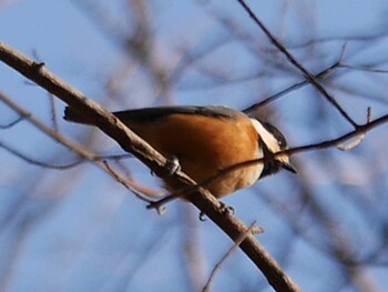 2022年1月8日(土) 新治市民の森の野鳥観察記録