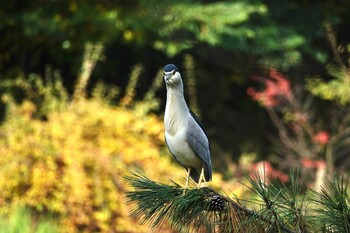 ゴイサギ 石神井公園 2021年11月19日(金)