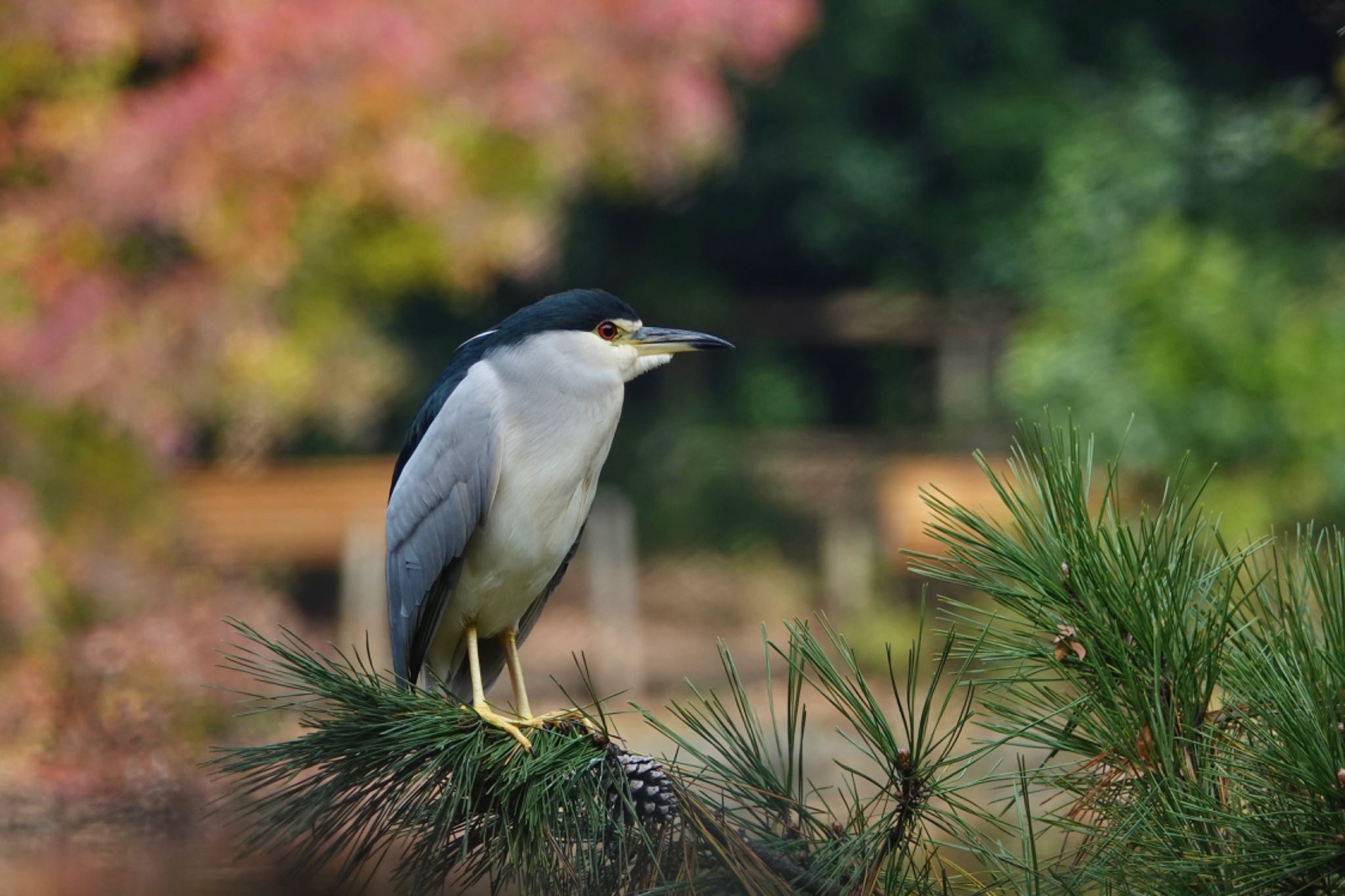 石神井公園 ゴイサギの写真 by のどか