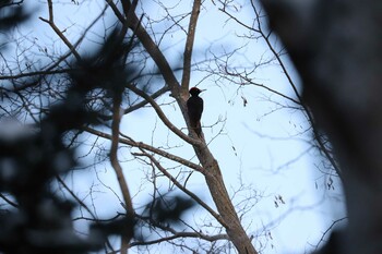 2022年1月8日(土) 真駒内公園の野鳥観察記録