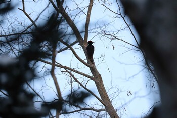 クマゲラ 真駒内公園 2022年1月8日(土)