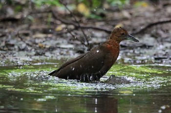 Slaty-legged Crake