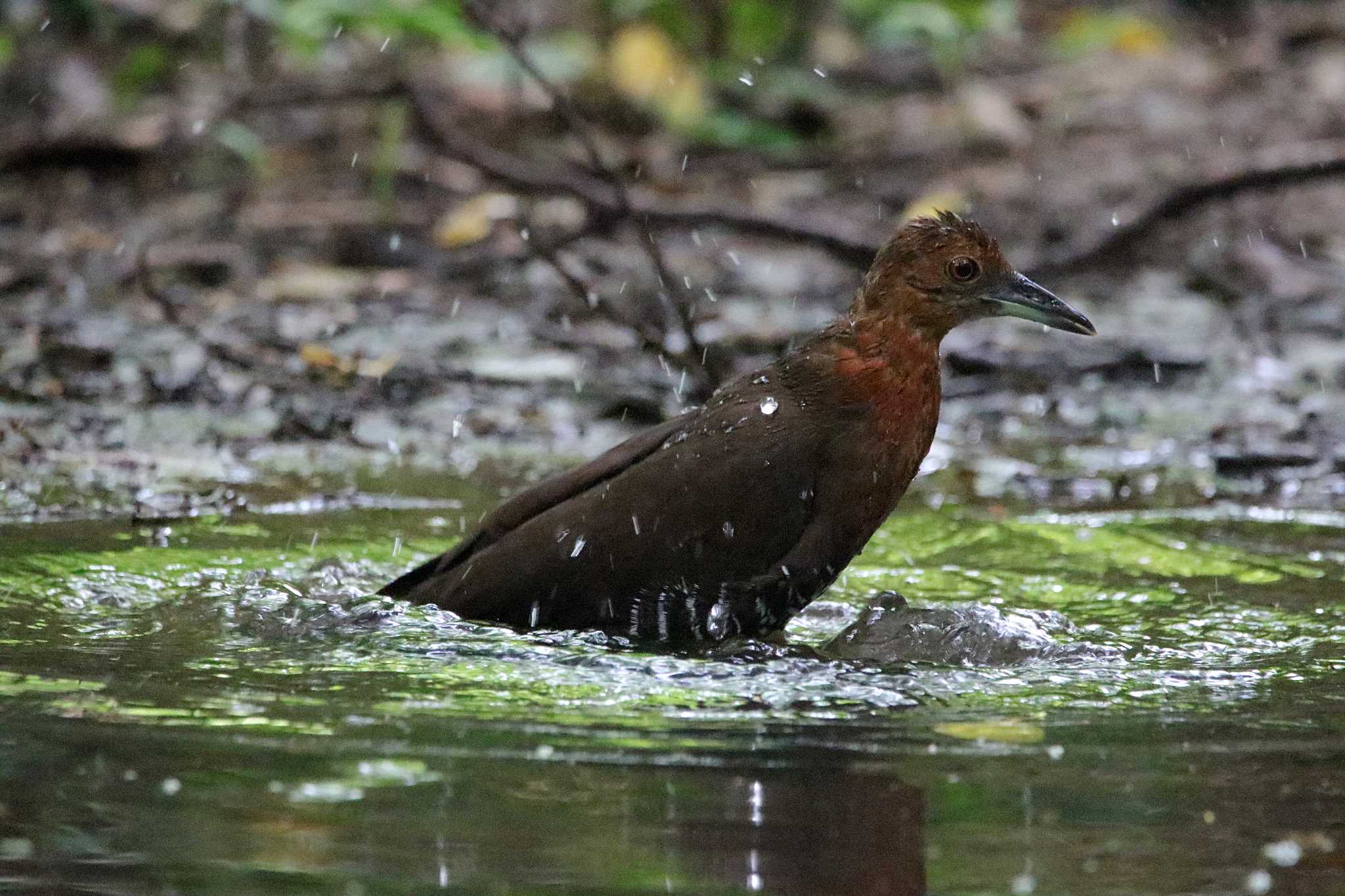 Photo of Slaty-legged Crake at 沖縄県宮古島市 by とみやん