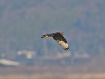 チュウヒ 長崎県諫早市 2022年1月2日(日)