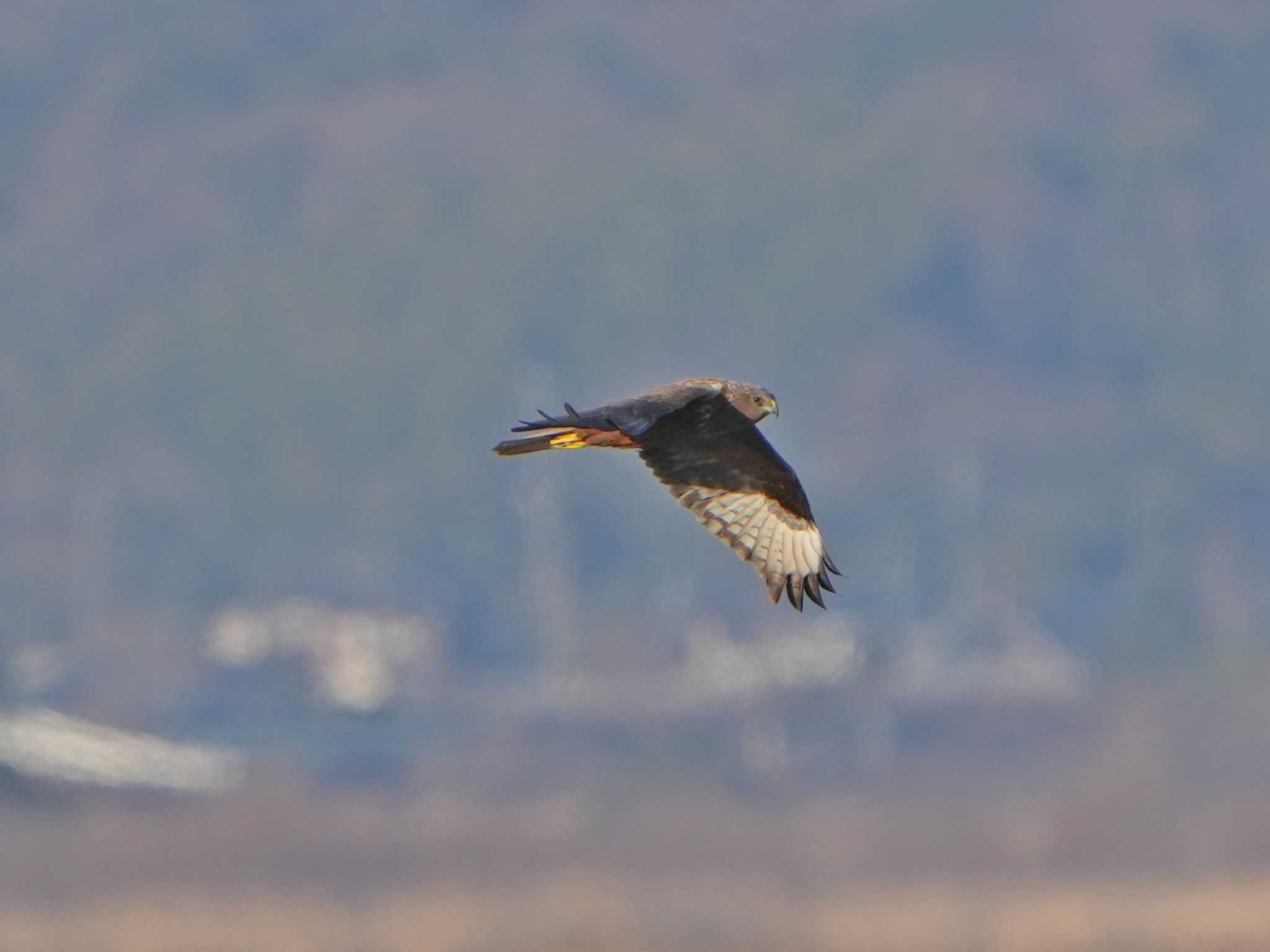 長崎県諫早市 チュウヒの写真 by 禽好き