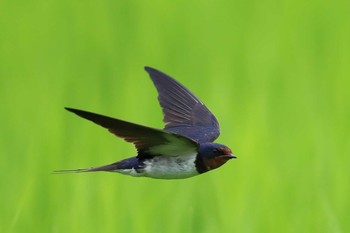 Barn Swallow