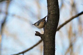 ゴジュウカラ 北海道帯広市 2022年1月8日(土)