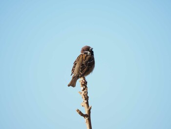 Eurasian Tree Sparrow Sambanze Tideland Sat, 1/8/2022