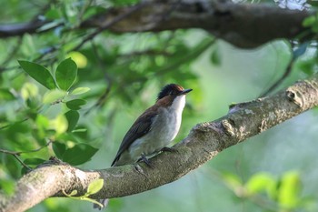 Chestnut Bulbul