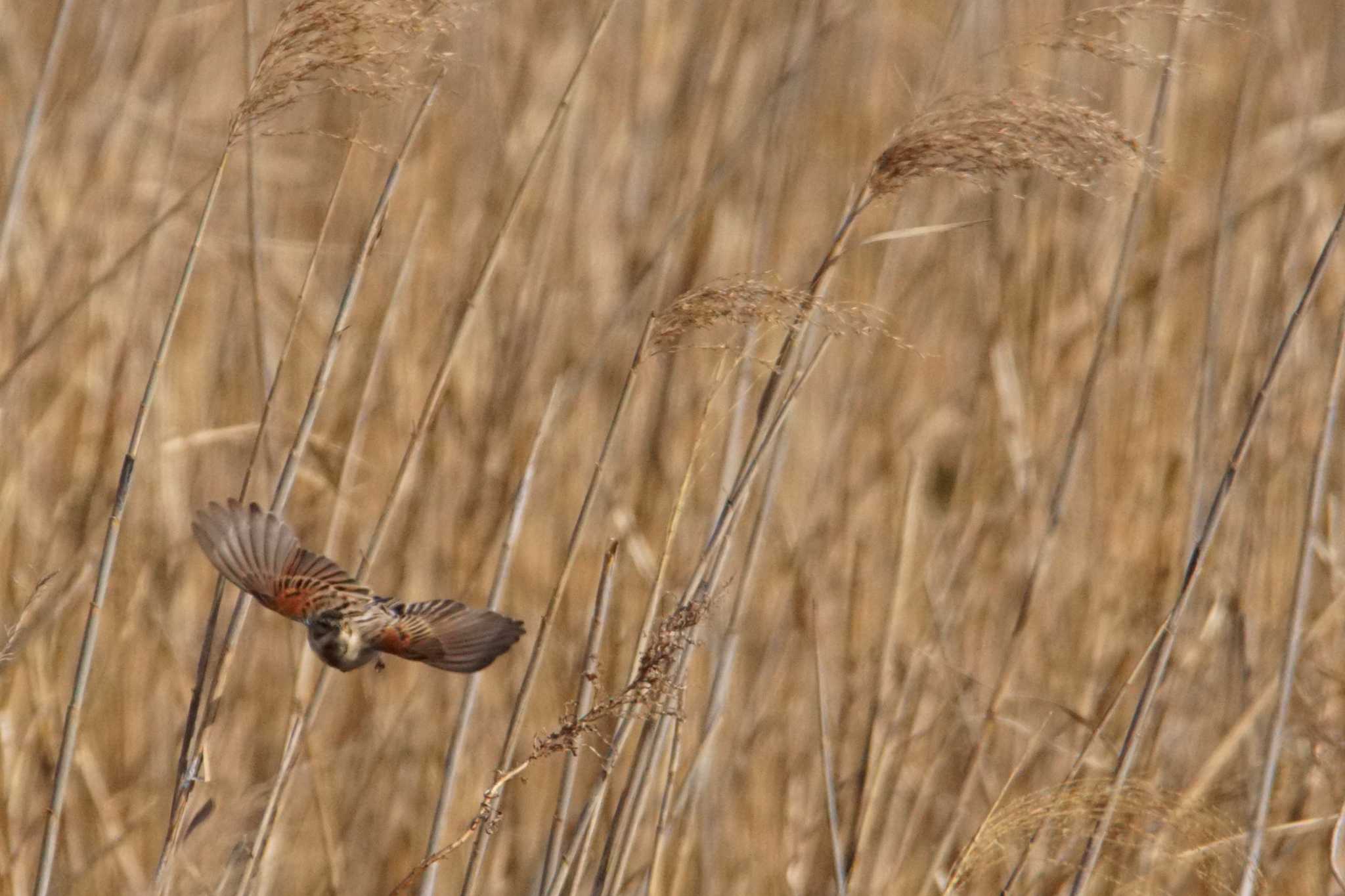 Photo of Common Reed Bunting at 千葉県利根川 by bea