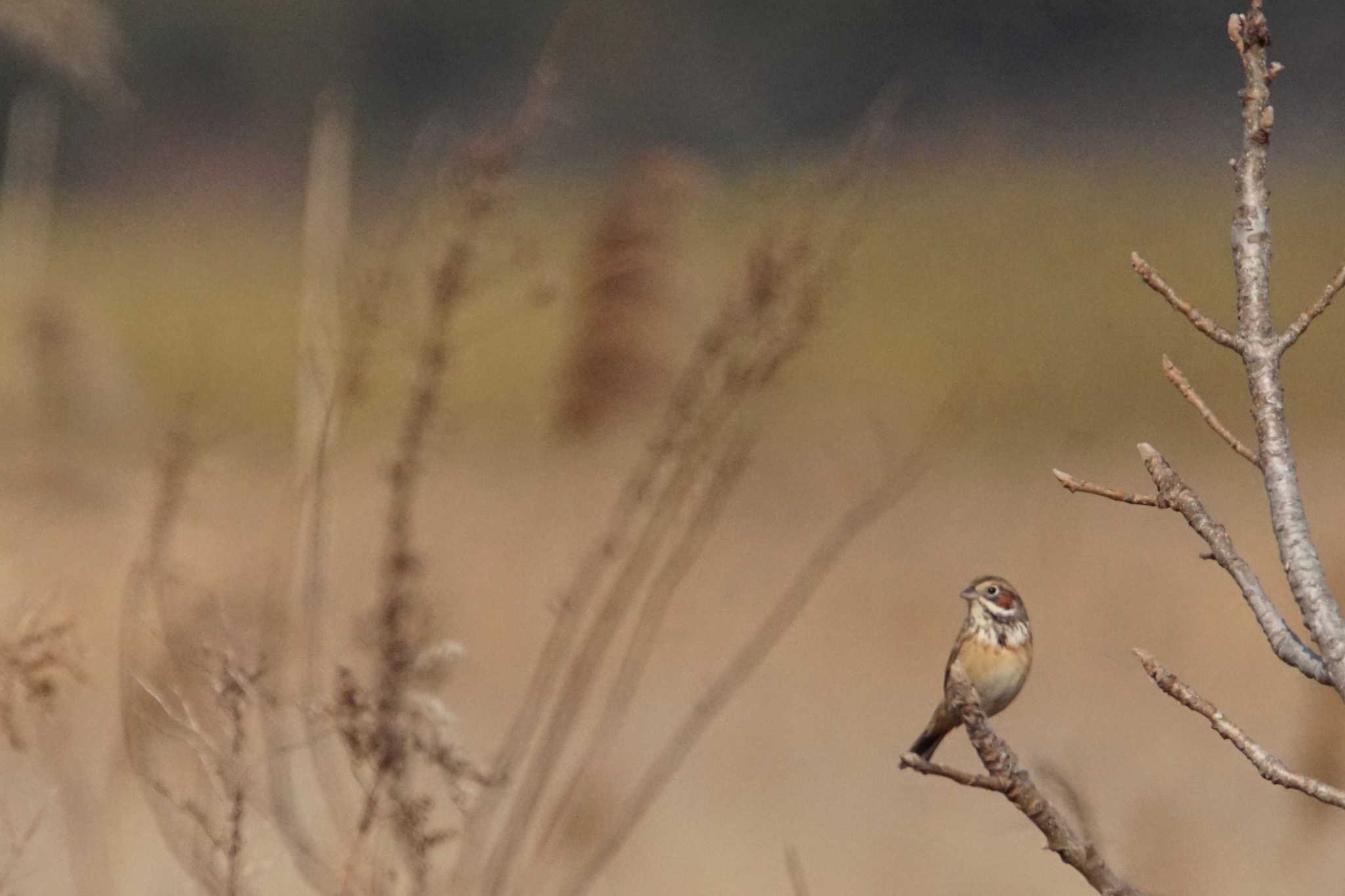 Chestnut-eared Bunting