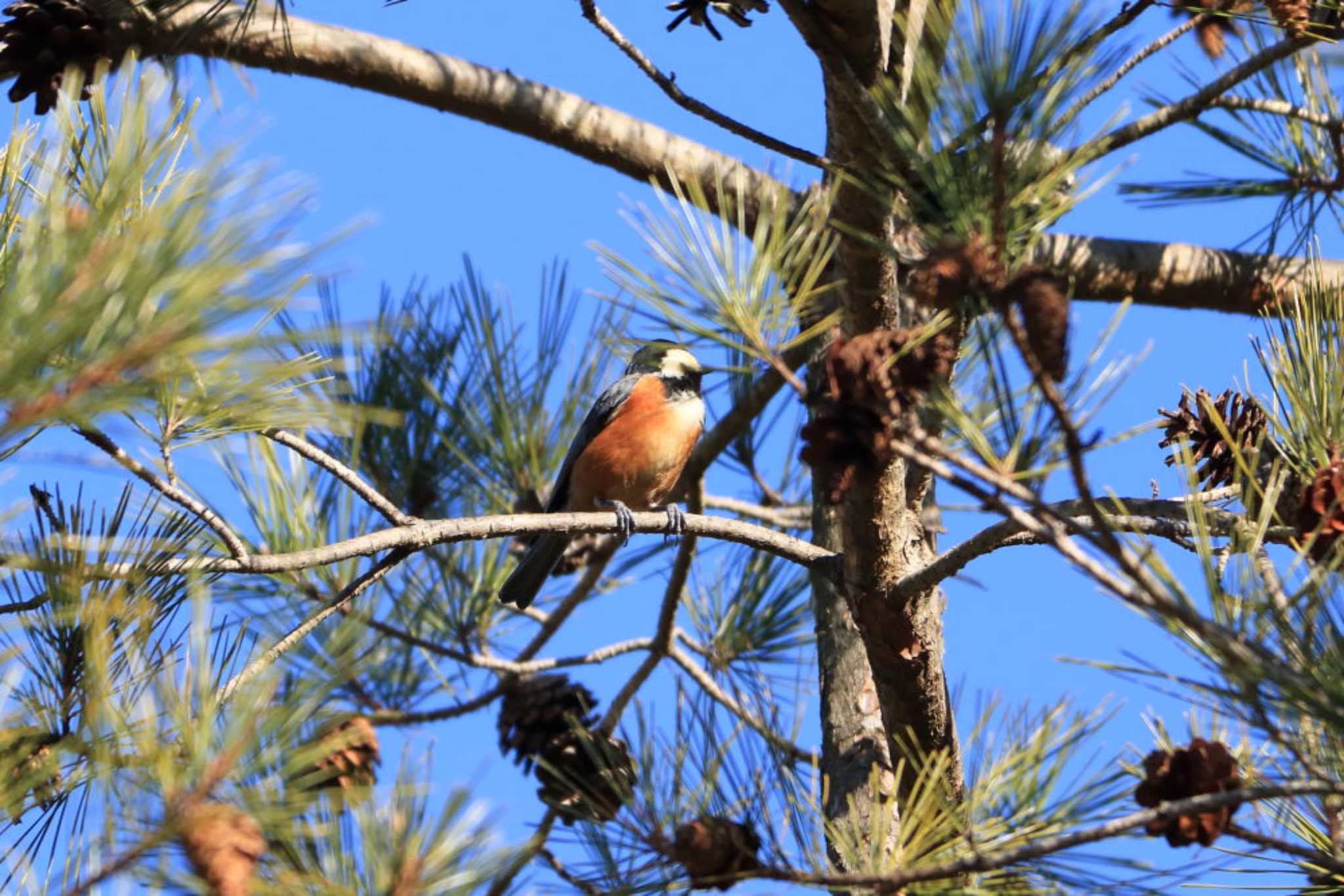 Photo of Varied Tit at Arima Fuji Park by いわな