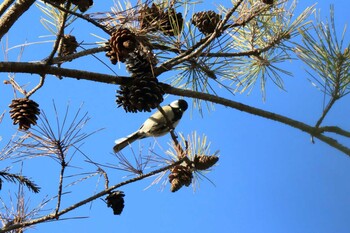 Japanese Tit Arima Fuji Park Sat, 1/8/2022