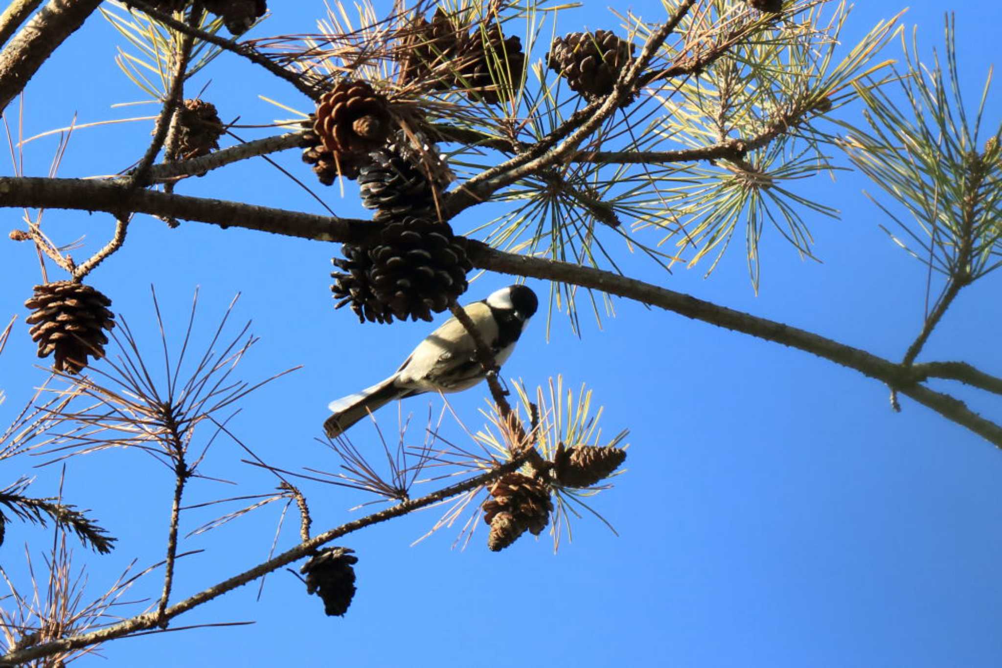 Photo of Japanese Tit at Arima Fuji Park by いわな