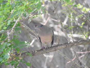 Oriental Turtle Dove 男山自然公園 Sun, 7/9/2017