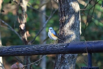 Red-flanked Bluetail Arima Fuji Park Sat, 1/8/2022