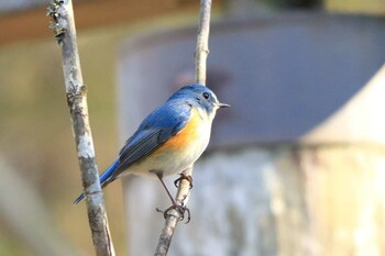 Red-flanked Bluetail Arima Fuji Park Sat, 1/8/2022