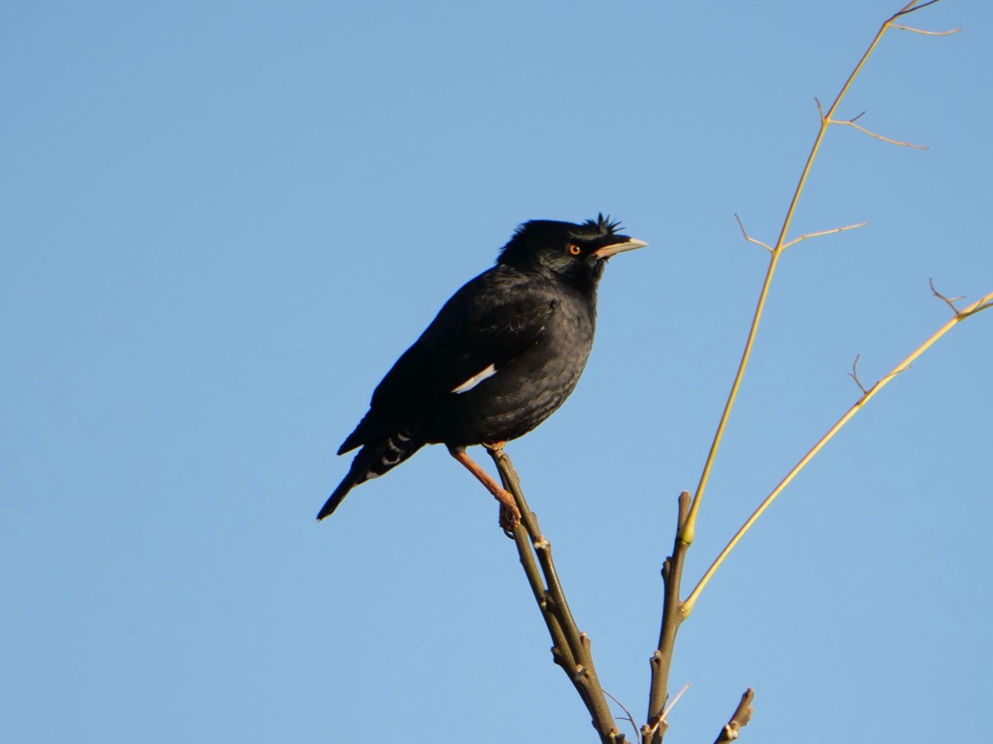 Photo of Crested Myna at 淀川河川公園 by コゲラ
