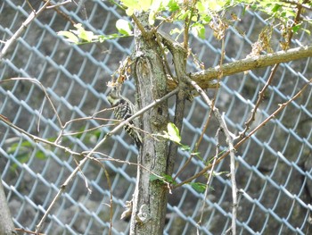 Japanese Pygmy Woodpecker 男山自然公園 Sun, 7/9/2017