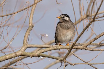 White-cheeked Starling 草津下物 Sat, 1/8/2022