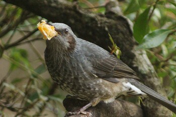 2022年1月4日(火) 新城の野鳥観察記録