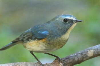 Red-flanked Bluetail 新城 Tue, 1/4/2022