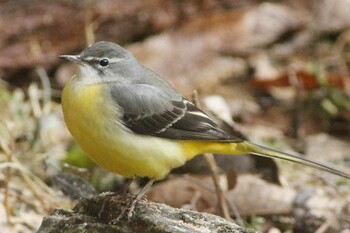 Grey Wagtail 新城 Tue, 1/4/2022