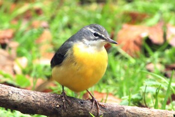 Grey Wagtail 新城 Tue, 1/4/2022