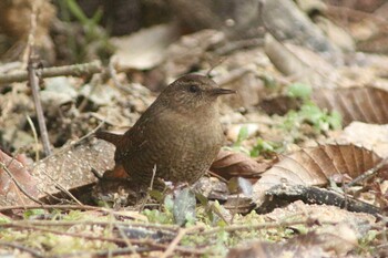 Eurasian Wren 新城 Tue, 1/4/2022