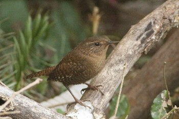 Eurasian Wren 新城 Tue, 1/4/2022