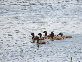 Mallard 永山新川 Sun, 7/9/2017