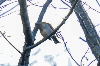 2022年1月8日(土) くろんど園地の野鳥観察記録